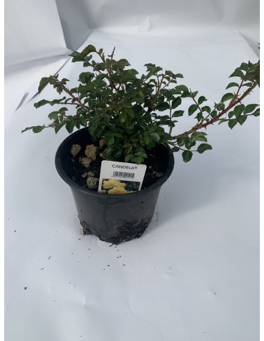 ROSE TAPPEZZANTI CANDELA