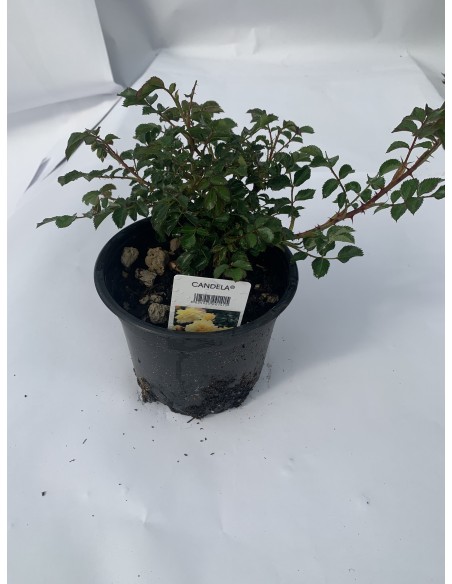 ROSE TAPPEZZANTI CANDELA
