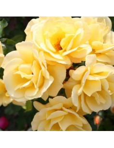 ROSE TAPPEZZANTI CANDELA 2