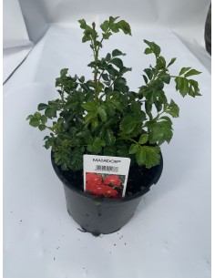 ROSE TAPPEZZANTI MATADOR