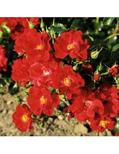 ROSE TAPPEZZANTI MATADOR 2