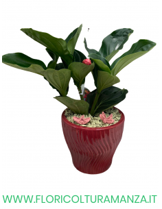 MEDINILLA ROSA