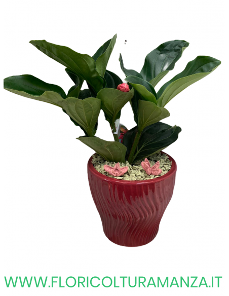 MEDINILLA ROSA