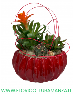 COMPOSIZIONE PIANTE SUCCULENTI 1