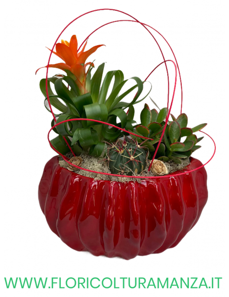 COMPOSIZIONE PIANTE SUCCULENTI 1