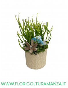 EUPHORBIA TIRUCALLI