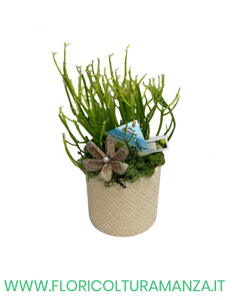 EUPHORBIA TIRUCALLI