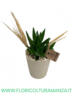 SUCCULENTI