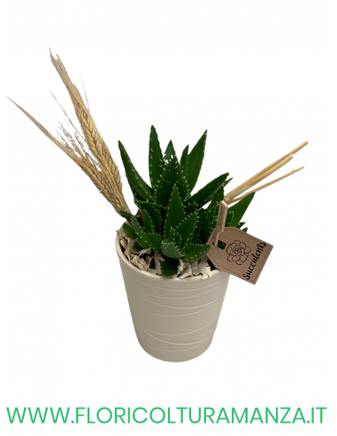 SUCCULENTI