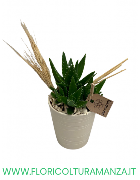 SUCCULENTI