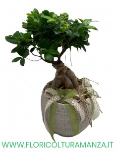 FICUS BONSAI GINSENG
