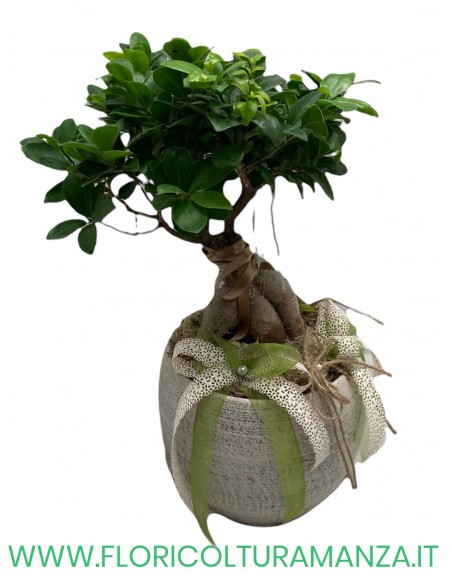 FICUS BONSAI GINSENG