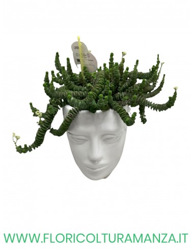 testa ceramica con Sedum Burrito