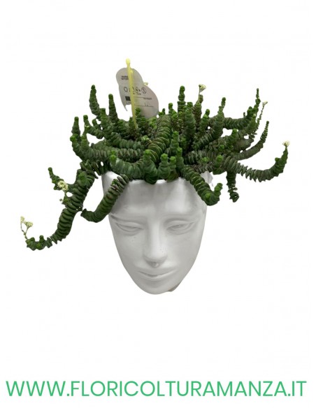 testa ceramica con Sedum Burrito
