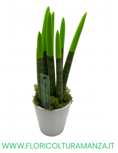 SANSEVERIA CYLINDRICA VELLUTATA