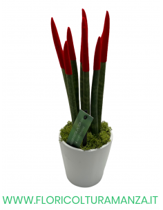SANSEVERIA CYLINDRICA VELLUTATA 2