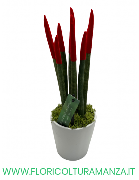 SANSEVERIA CYLINDRICA VELLUTATA