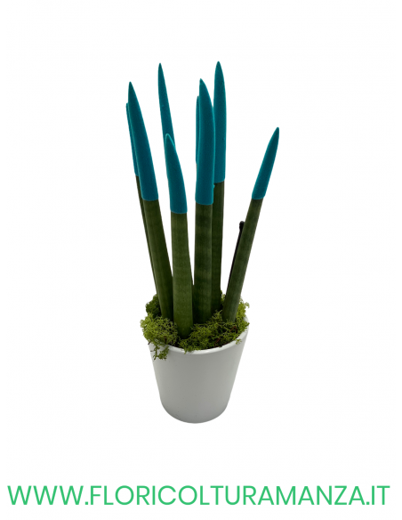 SANSEVERIA CYLINDRICA VELLUTATA