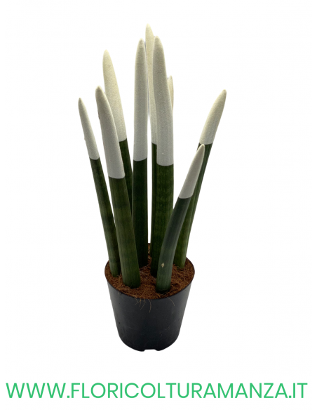 SANSEVERIA CYLINDRICA VELLUTATA