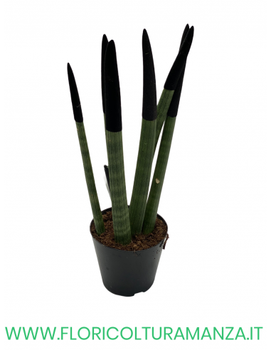SANSEVERIA CYLINDRICA VELLUTATA