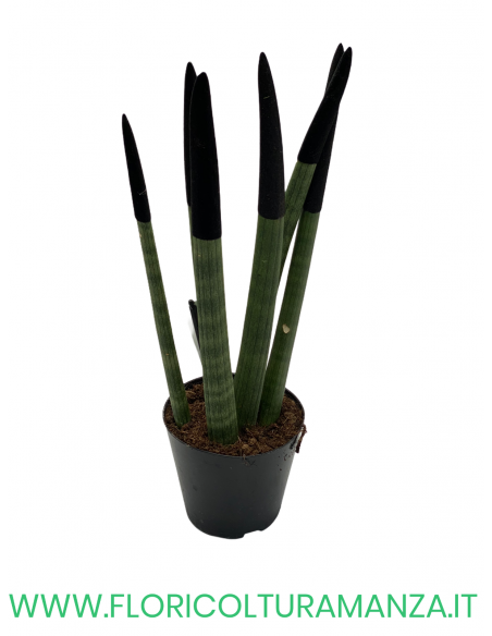 SANSEVERIA CYLINDRICA VELLUTATA