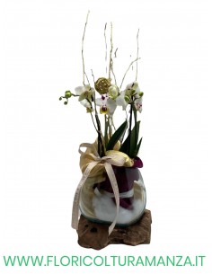 ORCHIDEA CON RADICE IN LEGNO