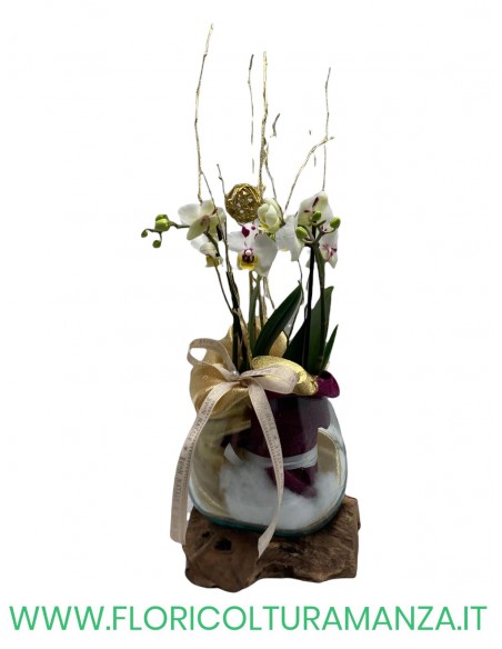 ORCHIDEA CON RADICE IN LEGNO