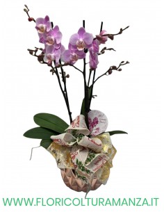 ORCHIDEA RAMIFICATA  A1