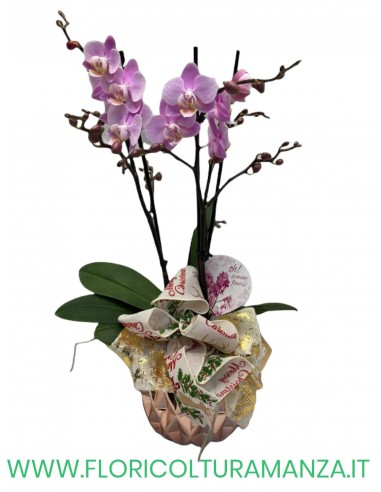 ORCHIDEA RAMIFICATA  A1