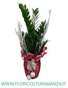 ZAMIOCULCAS