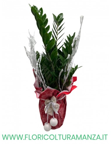 ZAMIOCULCAS