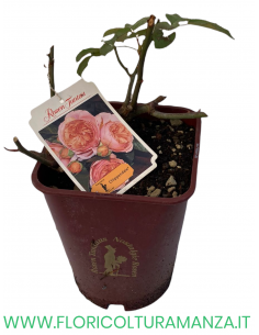 ROSA NOSTALGIE CHIPPENDALE PROFUMATA
