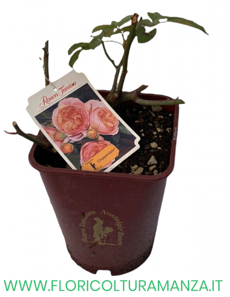 ROSA NOSTALGIE CHIPPENDALE PROFUMATA