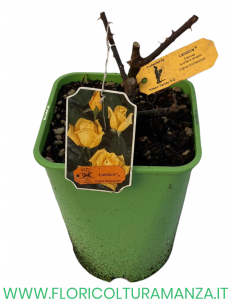 ROSA NOSTALGIE LANDORA PROFUMATA