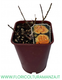 ROSA NOSTALGIE CANDLELIGHT PROFUMATA