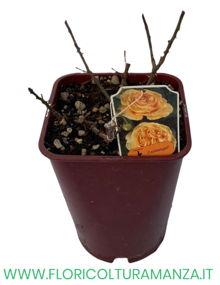 ROSA NOSTALGIE CANDLELIGHT PROFUMATA