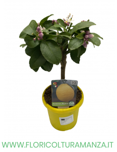 PIANTA DI LIMONE VASO 15