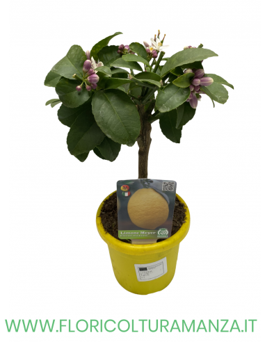 PIANTA DI LIMONE VASO 15