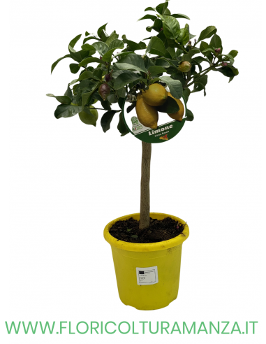 PIANTA DI LIMONE VASO 19