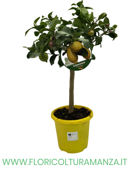 PIANTA DI LIMONE VASO 19