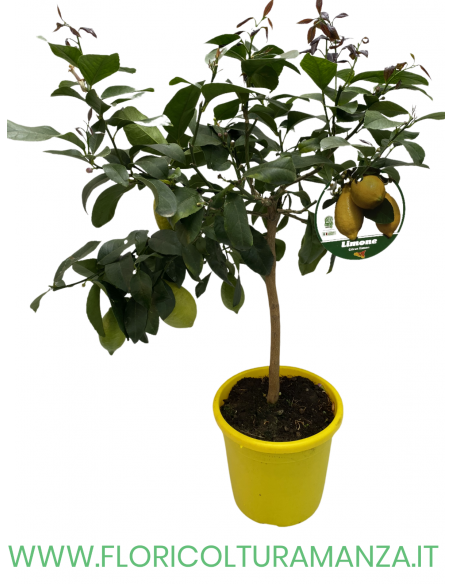 PIANTA DI LIMONE VASO 22