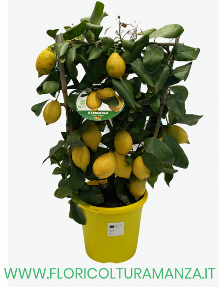 PIANTA DI LIMONE A SPALLIERA VASO 20