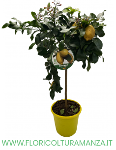 PIANTA DI LIMONE MINI ALBERELLO VASO 26
