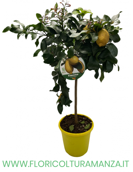 PIANTA DI LIMONE MINI ALBERELLO VASO 26