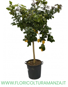PIANTA DI LIMONE VASO 35