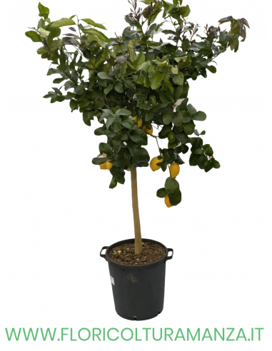 PIANTA DI LIMONE VASO 35