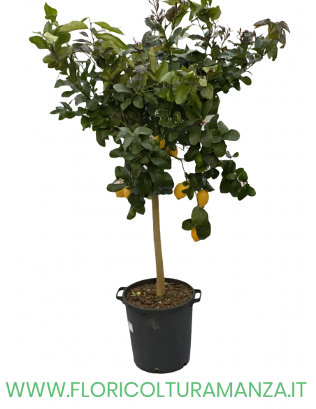 PIANTA DI LIMONE VASO 35