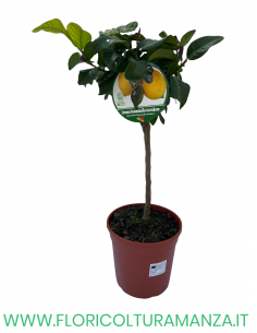 PIANTA DI LIMONE FEMMINELLO CARRUBARO VASO 19