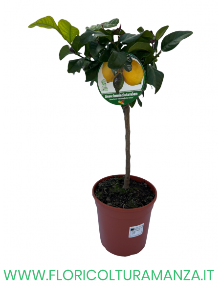 PIANTA DI LIMONE FEMMINELLO CARRUBARO VASO 19