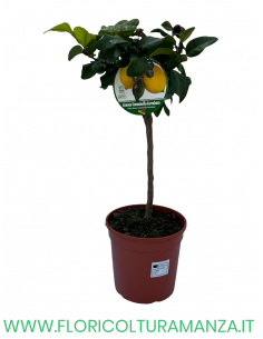 PIANTA DI LIMONE FEMMINELLO CARRUBARO VASO 22